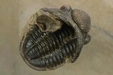 Two Spiny Erbenochile Trilobites With Gerastos - Stunning Association! #241562-7